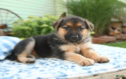 German Shepherd dogs for sale: Honeysuckle - Image 4