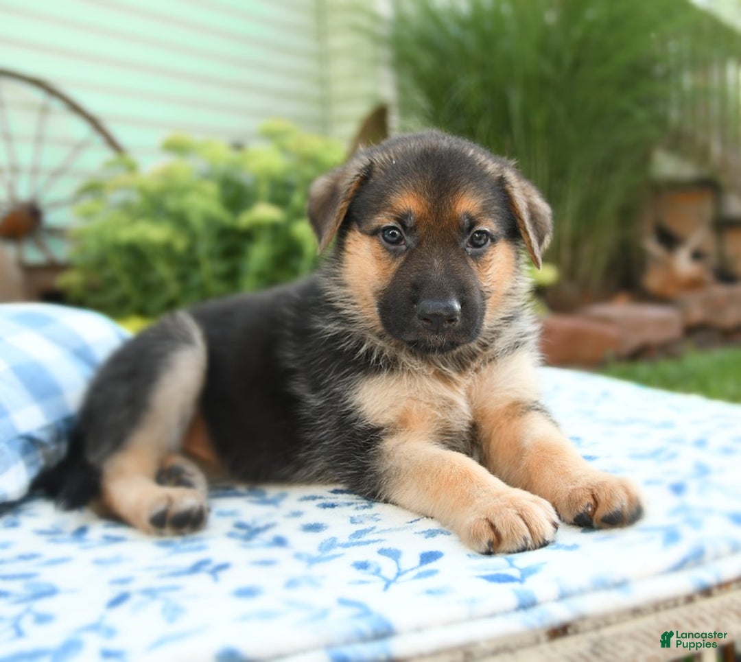 German Shepherd dogs for sale: Honeysuckle - Image 4