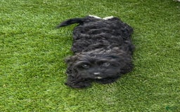 Cavapoo dogs for sale: Patsy - Image 2