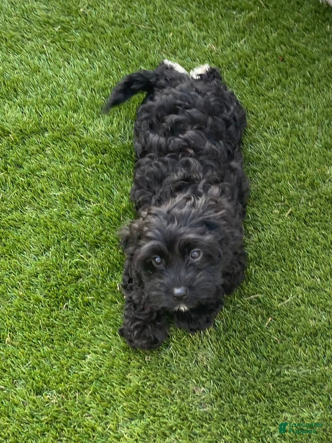 Cavapoo dogs for sale: Patsy - Image 2