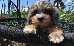 Havapoo dogs for sale: Zipper - Image 3