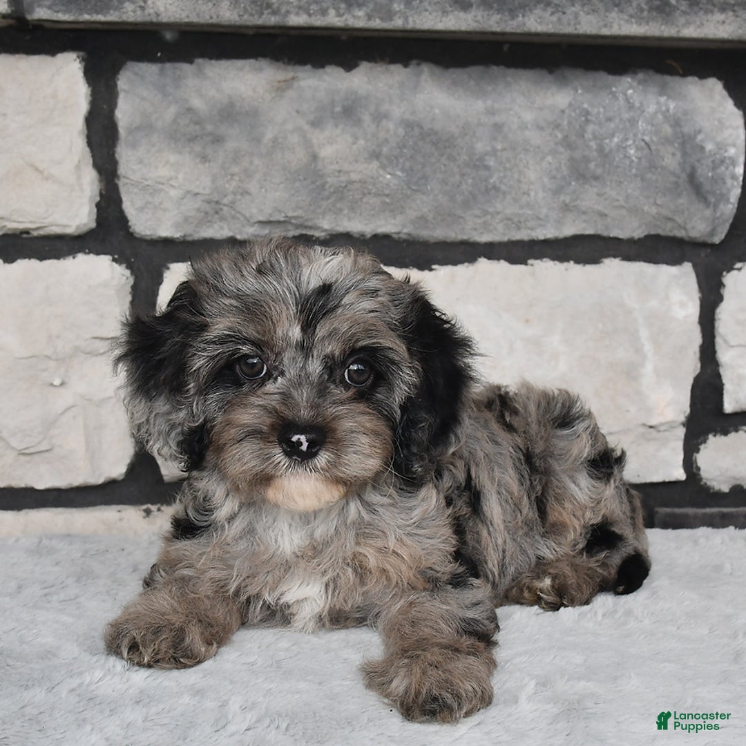 Cavapoo dogs for sale: Cavapoo 5 puppies - Image 24
