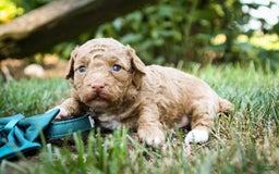 Miniature Poodle dogs for sale: Miniature Poodle 4 puppies - Image 10