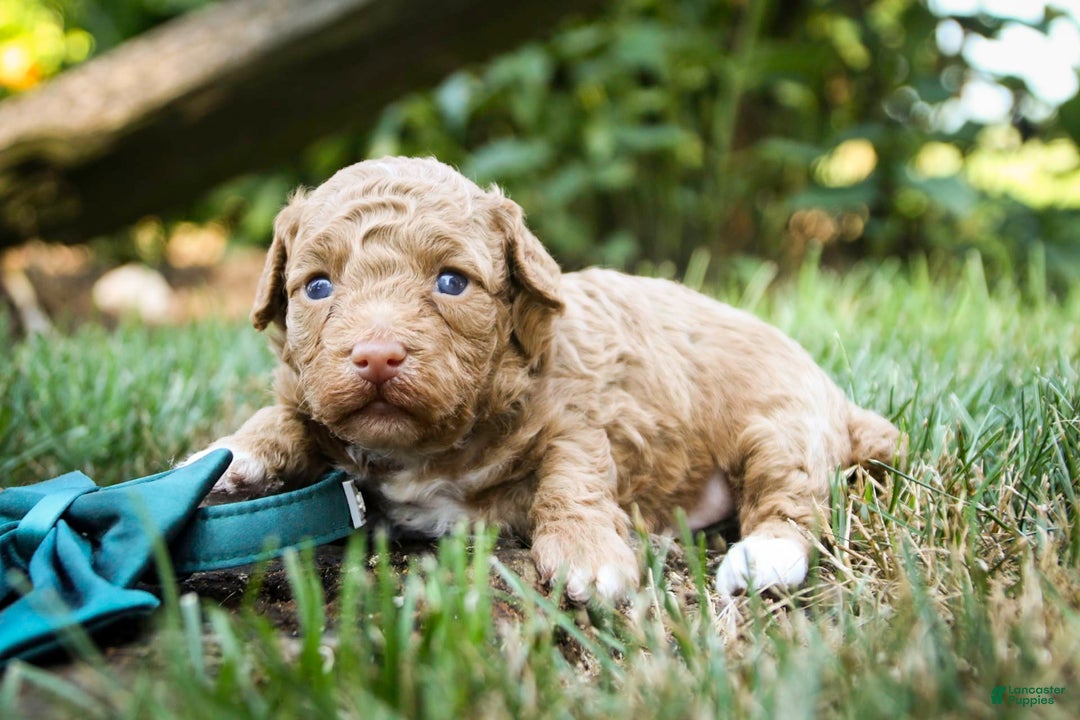 Miniature Poodle dogs for sale: Miniature Poodle 4 puppies - Image 10