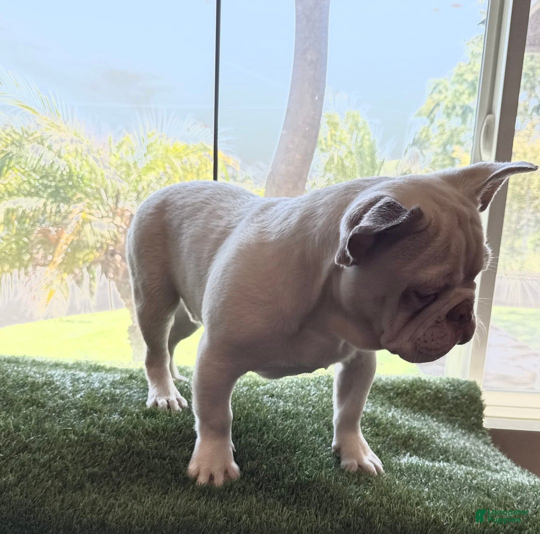 French Bulldog dogs for sale: Skyler - Image 7