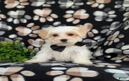 Maltese dogs for sale: Graysen - Image 11