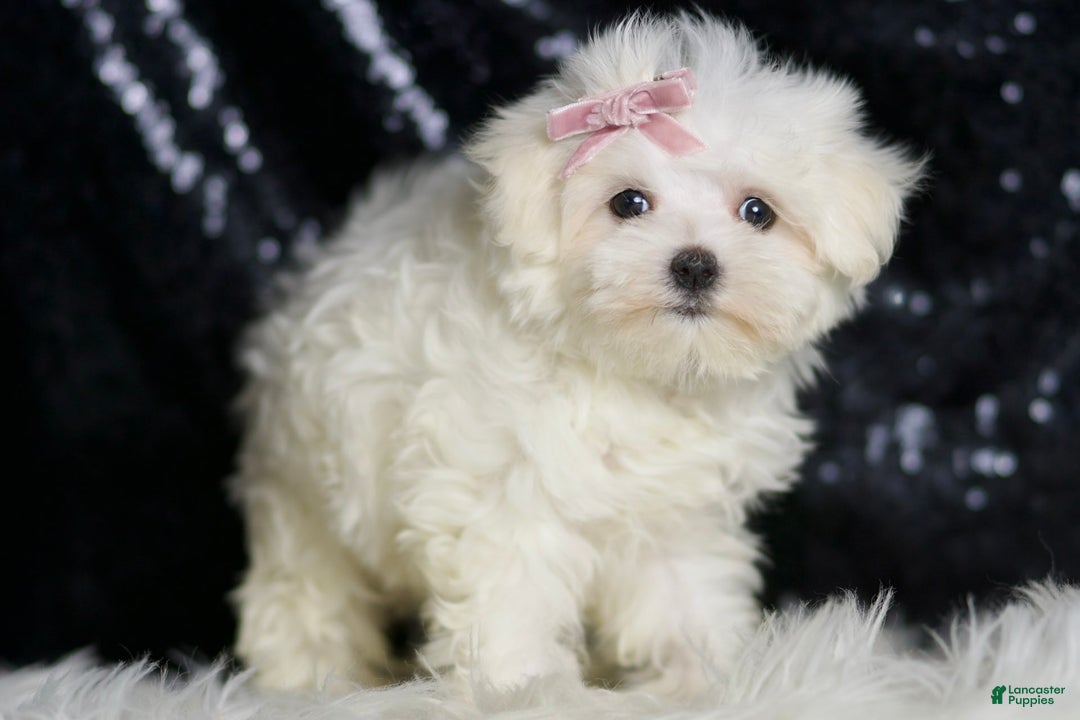 Maltese dogs for sale: Claudia - Image 1