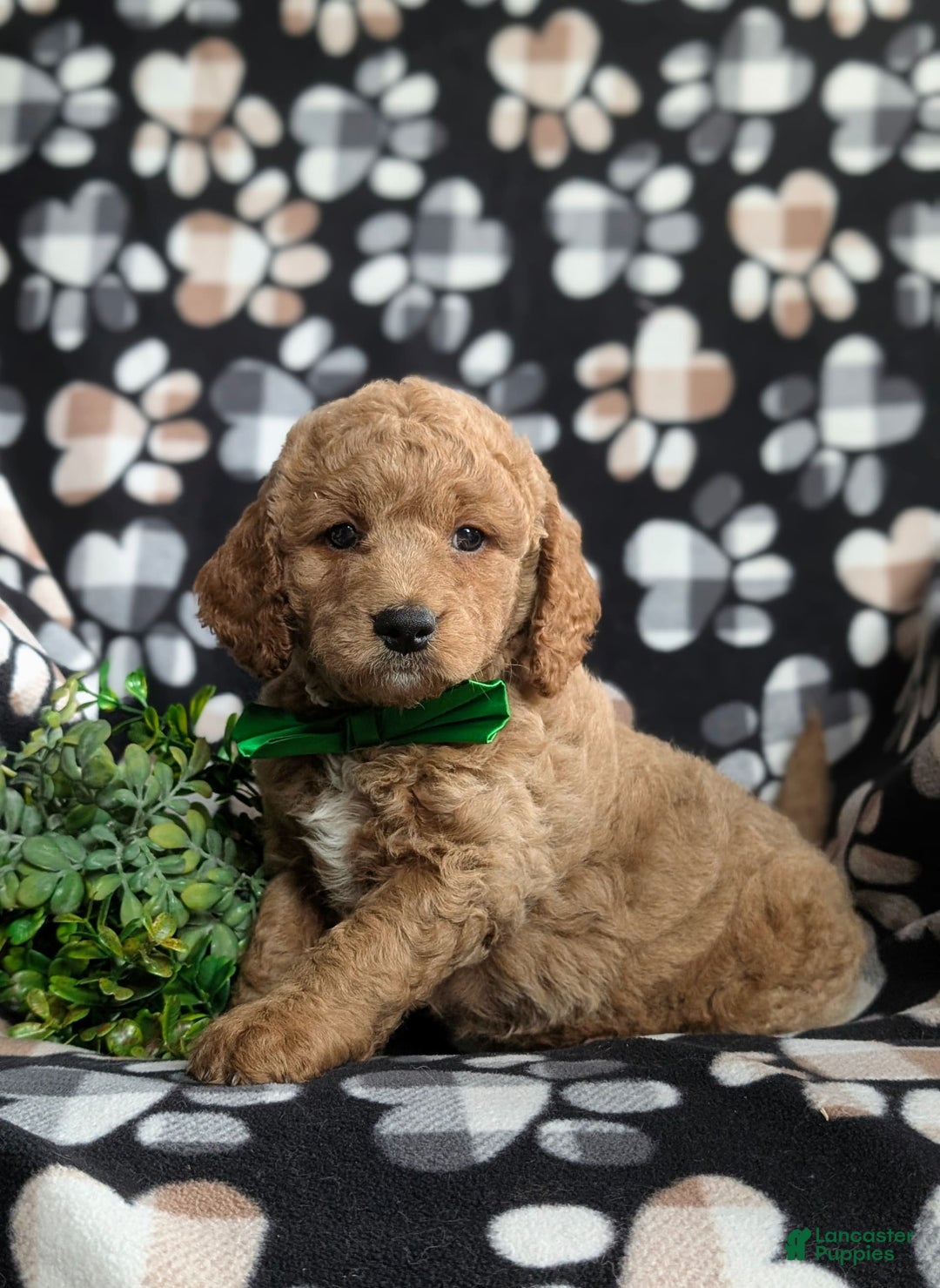  dogs for sale: Mini Goldendoodle 4 puppies - Image 17