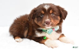 Miniature Australian Shepherd dogs for sale: Tasha - Image 1