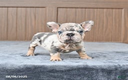 French Bulldog dogs for sale: Dandelion - Image 1