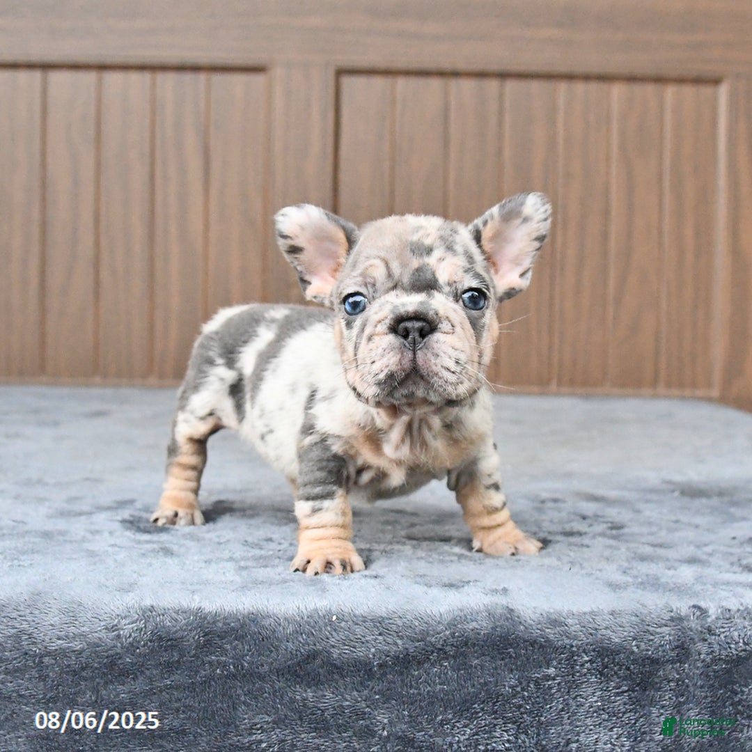 French Bulldog dogs for sale: Dandelion - Image 1