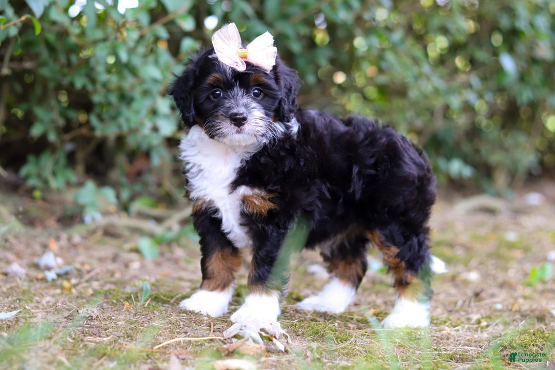 Mini Bernedoodle dogs for sale: Nova - Image 2