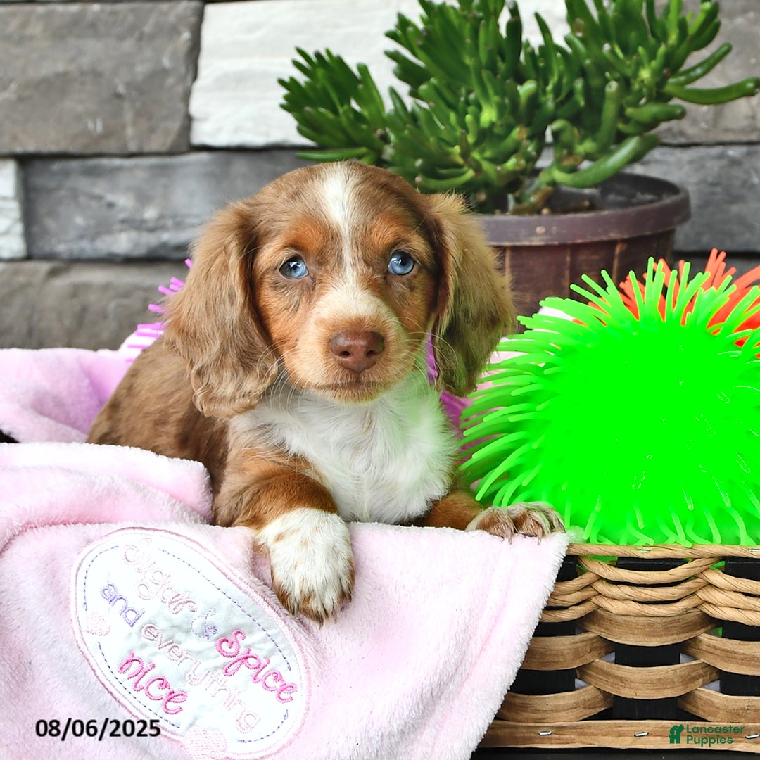Miniature Dachshund dogs for sale: Ozzy Boots - Image 1