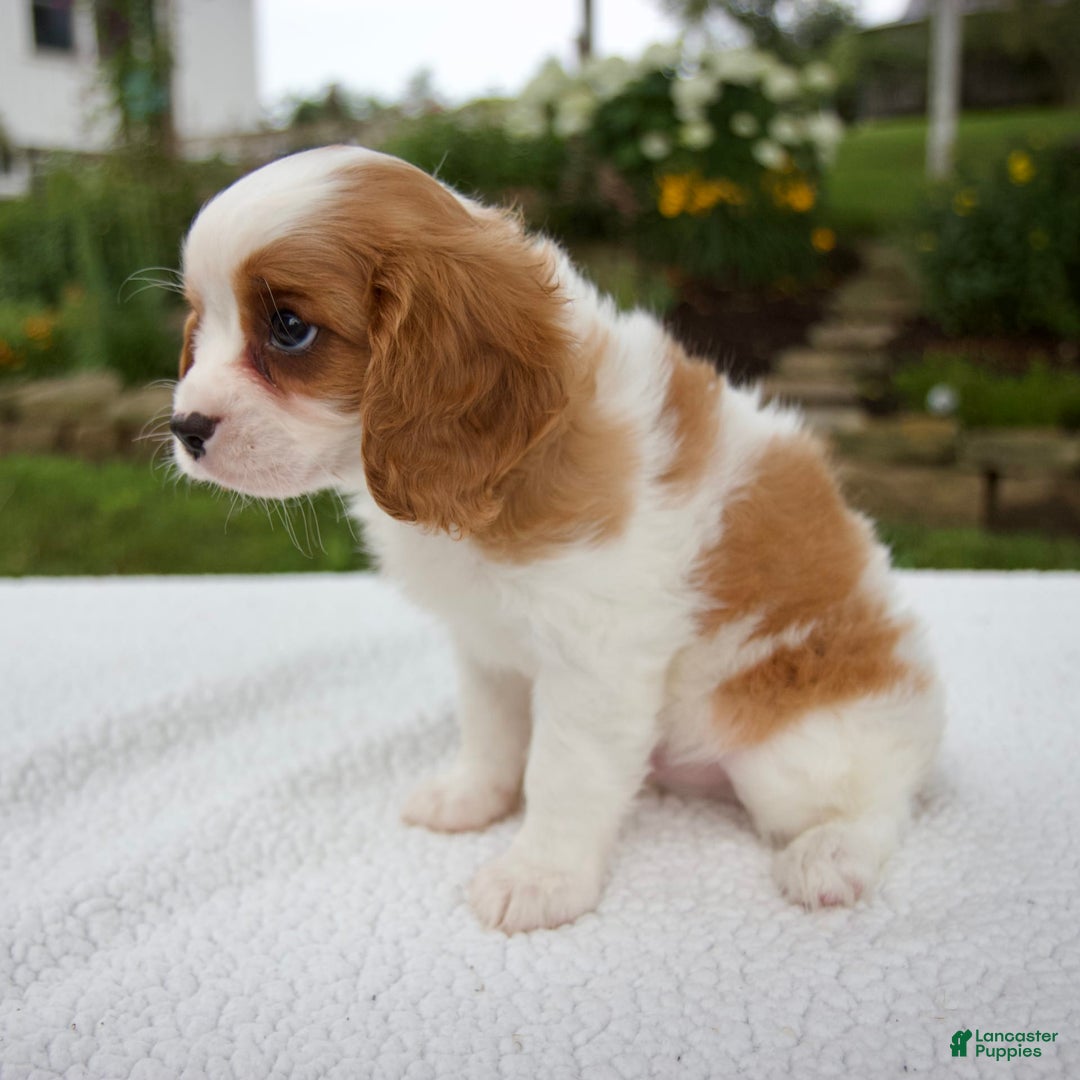 Cavalier King Charles Spaniel dogs for sale: Cavalier King Charles Spaniel 3 puppies - Image 14