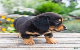 Miniature Dachshund dogs for sale: Shorty - Image 2
