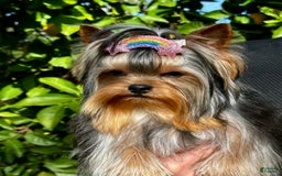 Yorkshire Terrier dogs for sale: Richi - Image 2