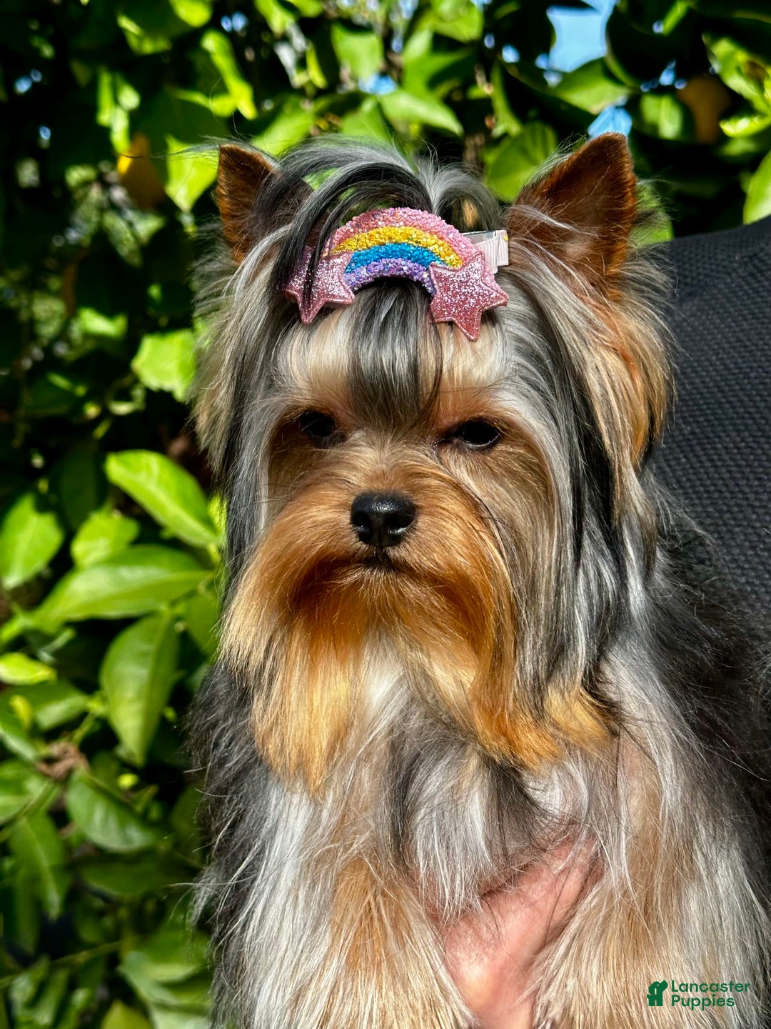 Yorkshire Terrier dogs for sale: Richi - Image 2