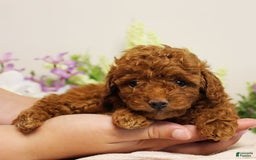 Toy Poodle dogs for sale: Silverstar - Image 1
