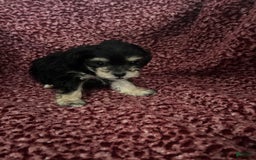Teddy Bear dogs for sale: Scout - Image 1