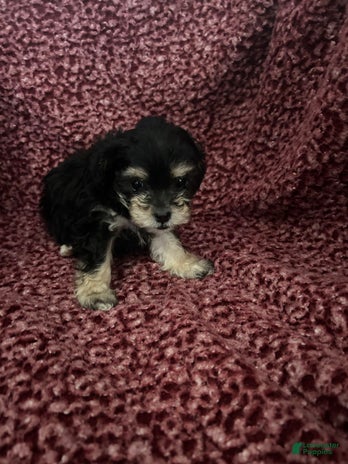 Teddy Bear dogs for sale - Ad 5