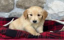 Golden Retriever dogs for sale: Sonya - Image 3