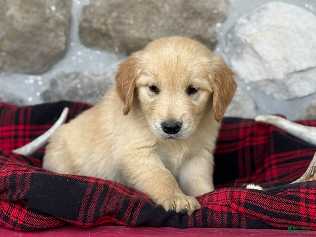 Golden Retriever dogs for sale: Sonya - Image 3