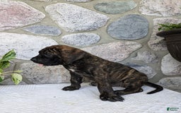 English Mastiff dogs for sale: Bella - Image 2