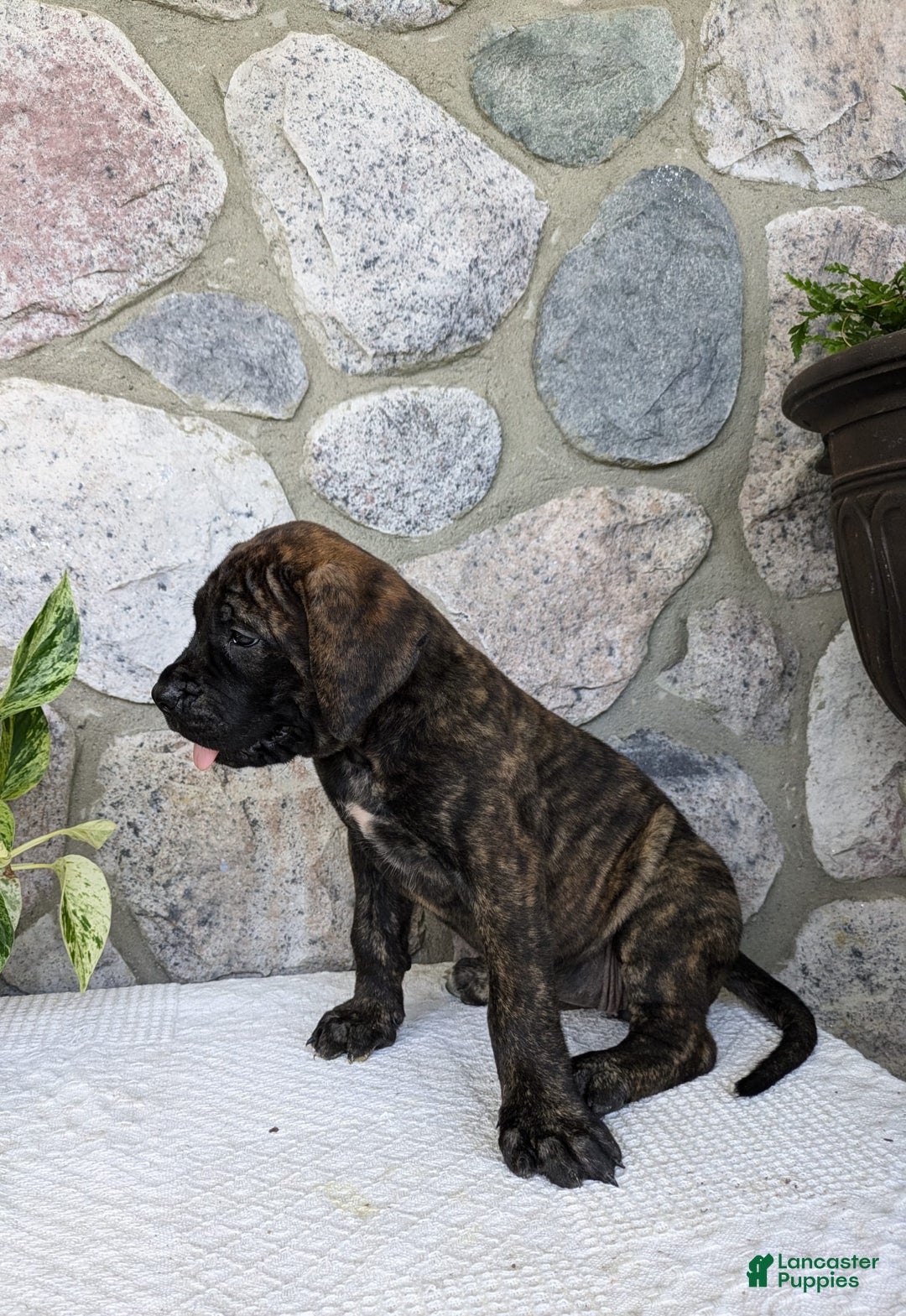 English Mastiff dogs for sale: Bella - Image 2