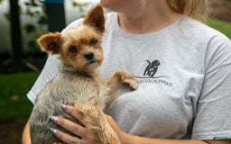 Shorkie dogs for sale: Hiccup - Image 6