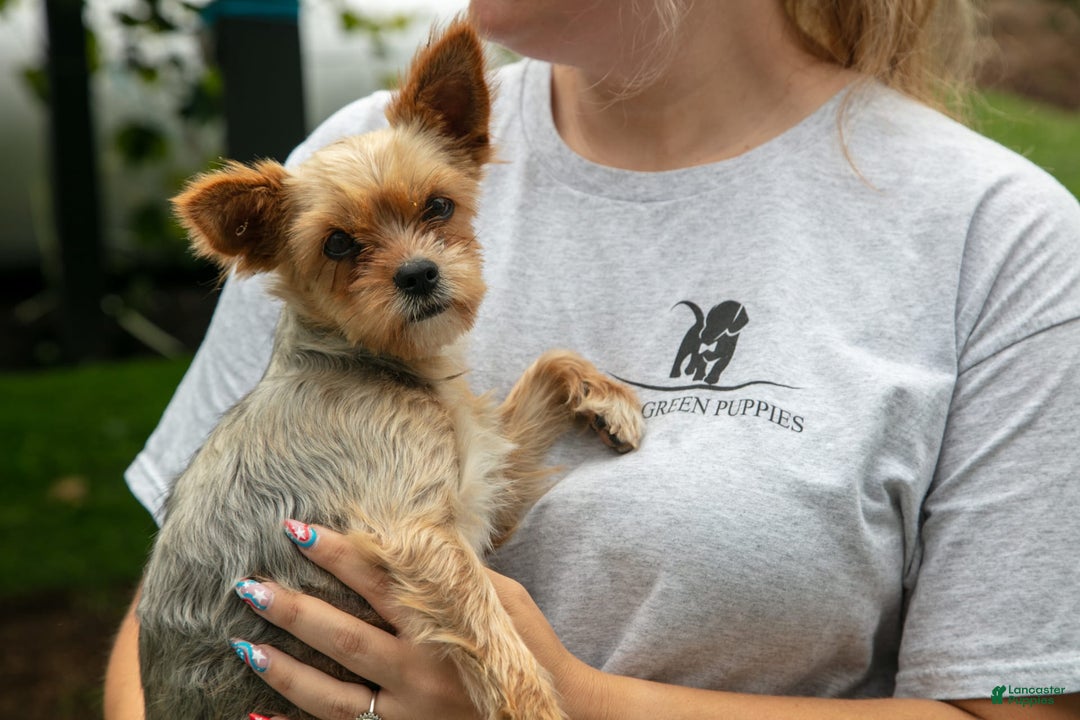 Shorkie dogs for sale: Hiccup - Image 6