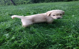 Golden Retriever dogs for sale: Prairie - Image 31