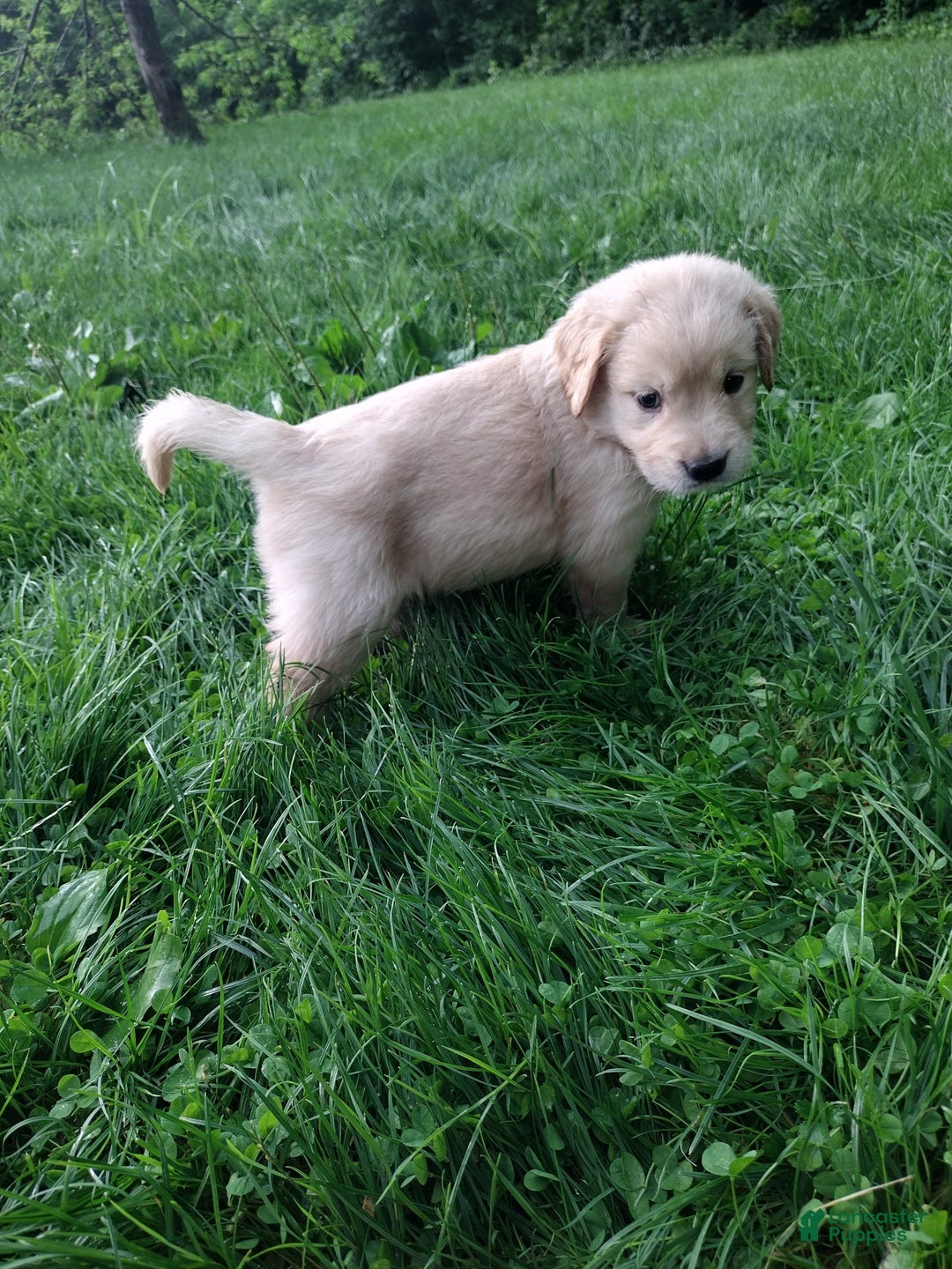 Golden Retriever dogs for sale: Prairie - Image 31