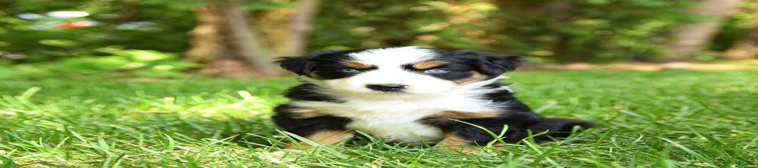 Kleo