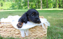 Miniature Dachshund dogs for sale: Mace - Image 4
