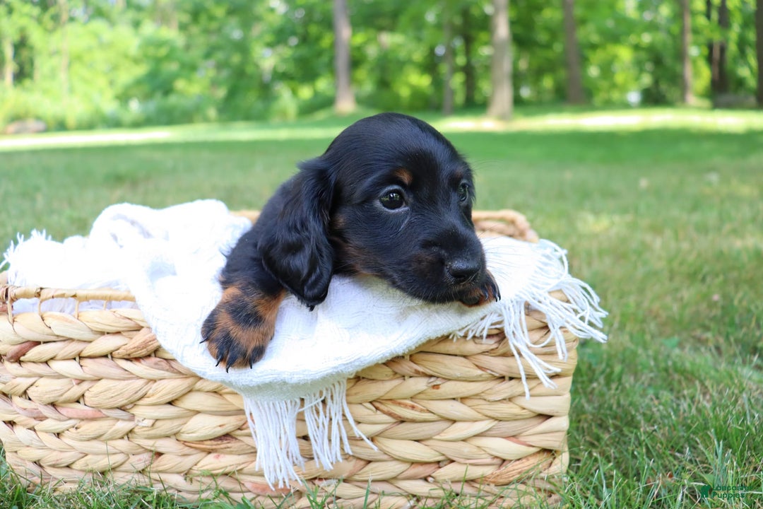 Miniature Dachshund dogs for sale: Mace - Image 4