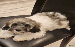 Cockapoo dogs for sale: Sky - Image 6