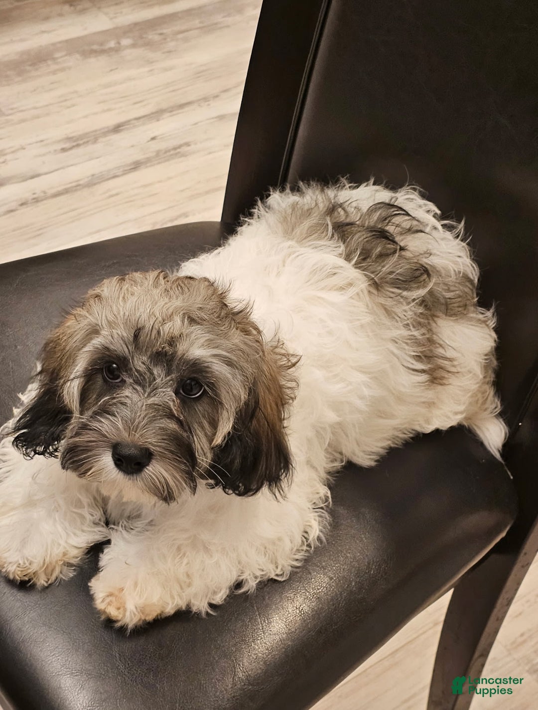 Cockapoo dogs for sale: Sky - Image 6