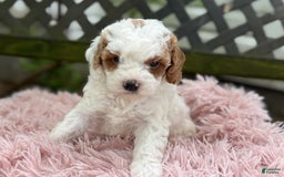 Cavapoo dogs for sale: Bianca - Image 2