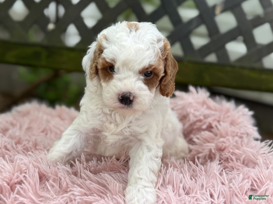 Cavapoo dogs for sale: Bianca - Image 2