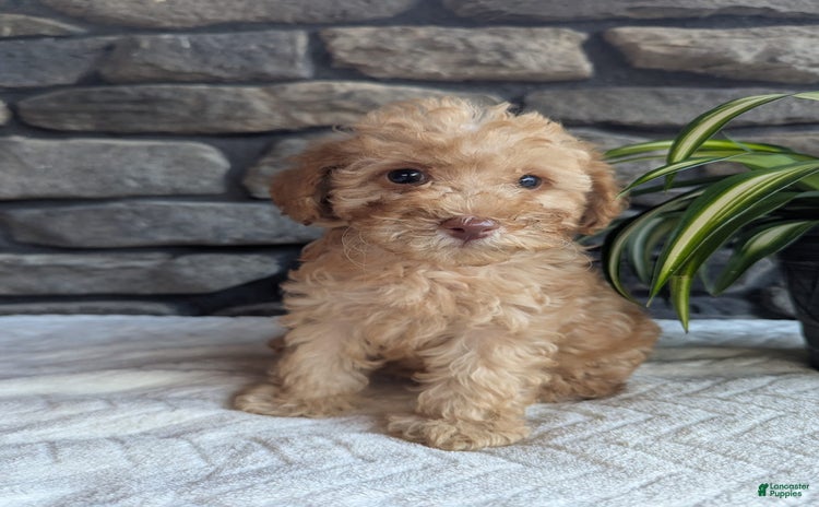 Miniature Poodle dogs for sale - Ad 4