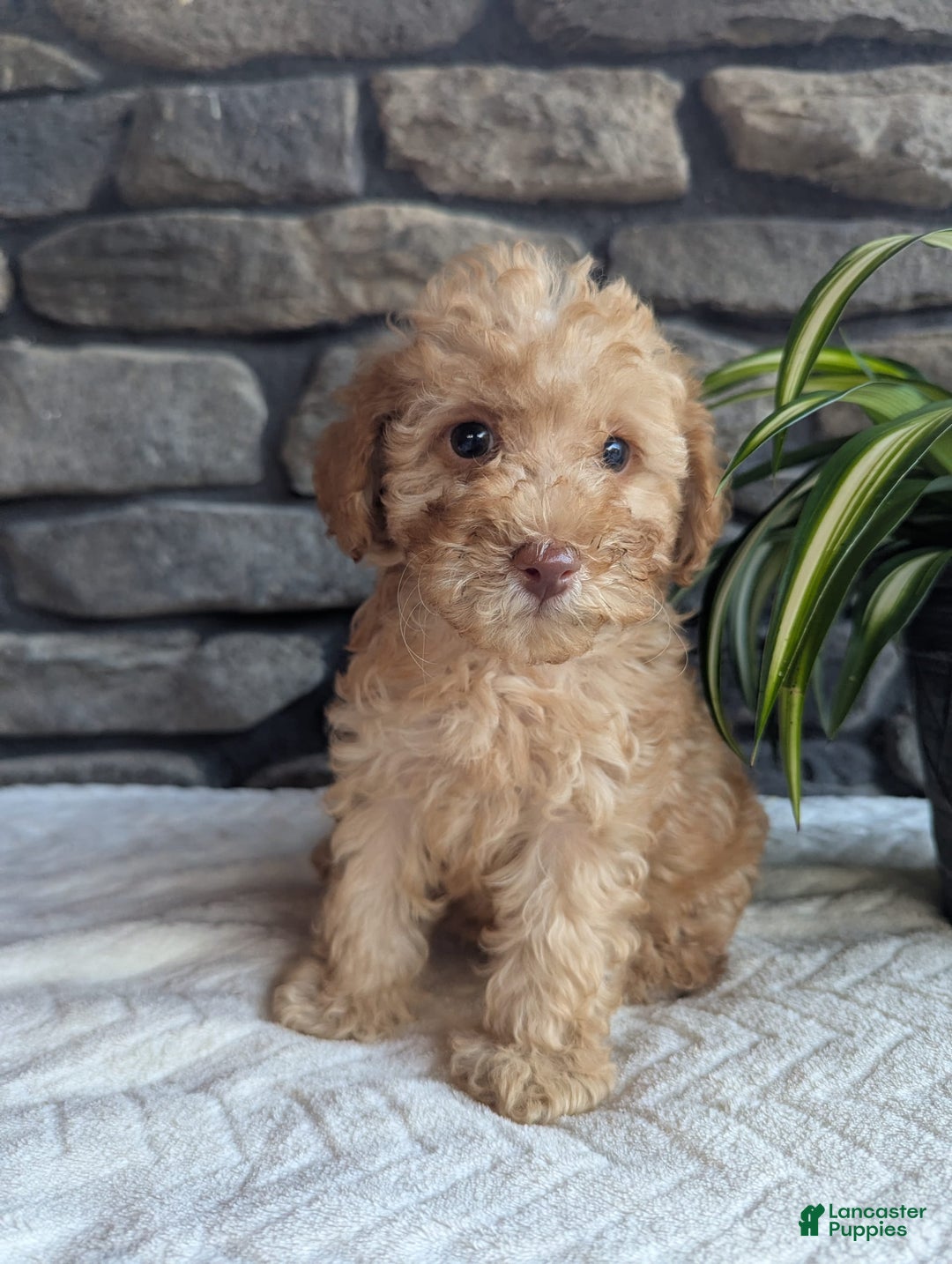 Miniature Poodle dogs for sale: Ace - Image 1