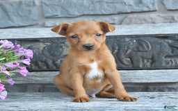 Toy Fox Terrier dogs for sale: Lucas - Image 2