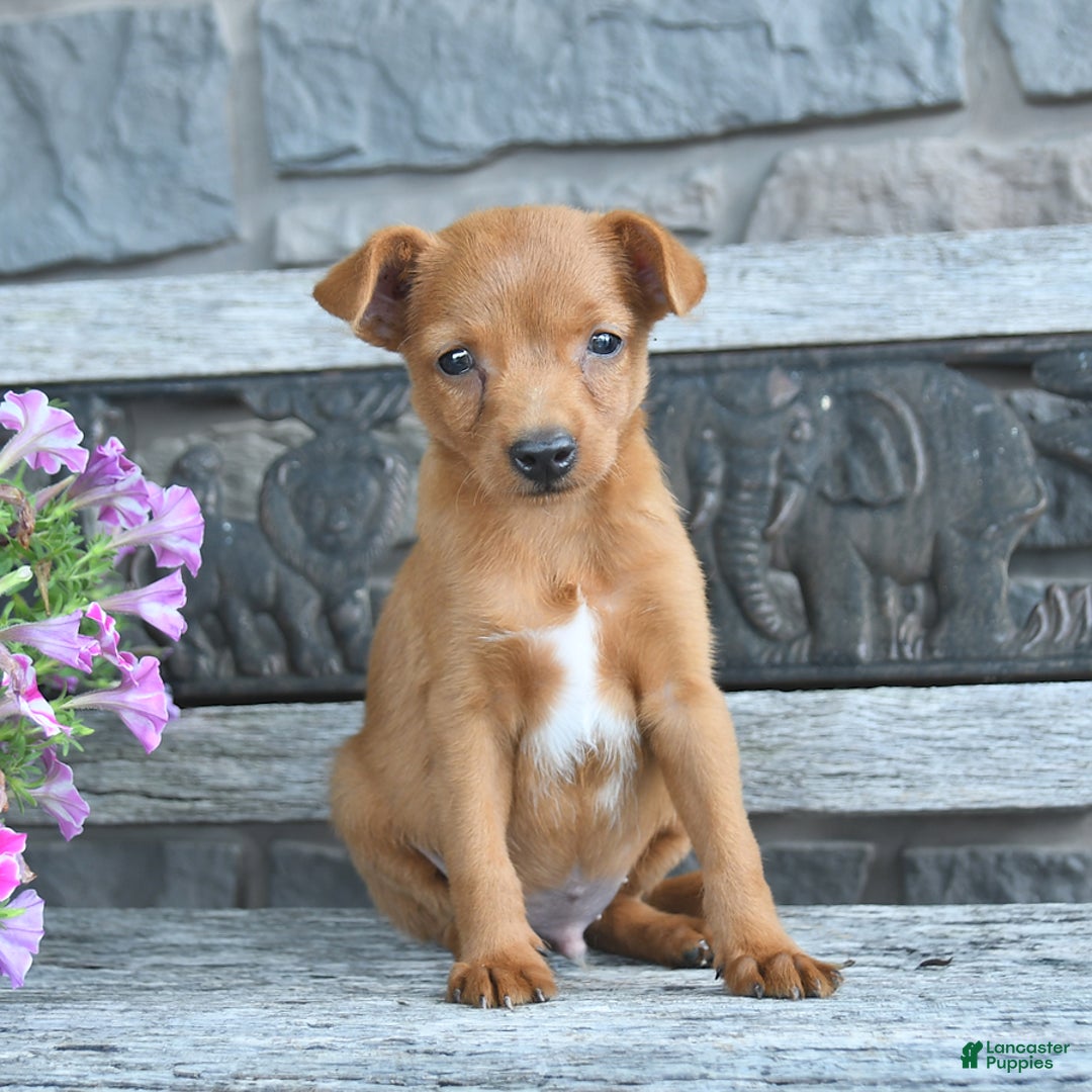 Toy Fox Terrier dogs for sale: Lucas - Image 2