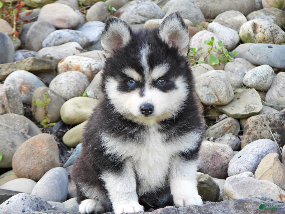 Pomsky dogs for sale: Charlie - Image 6