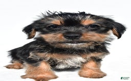 Shorkie dogs for sale: Waldo - Image 6