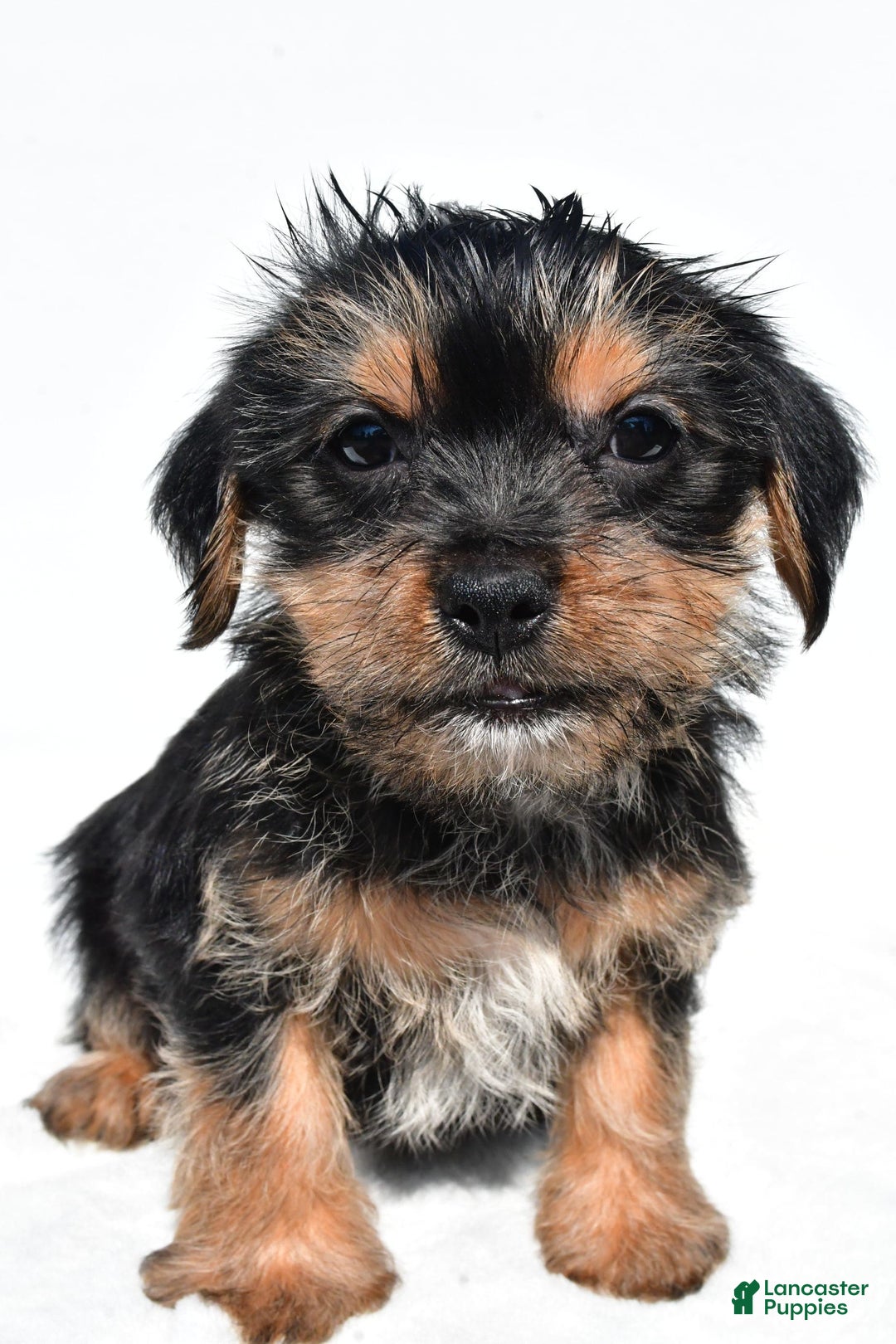Shorkie dogs for sale: Waldo - Image 6