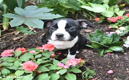 Boston Terrier dogs for sale: Jessica - Image 1