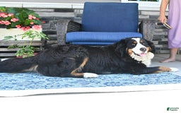 Bernese Mountain Dog dogs for sale: Bailey - Image 7