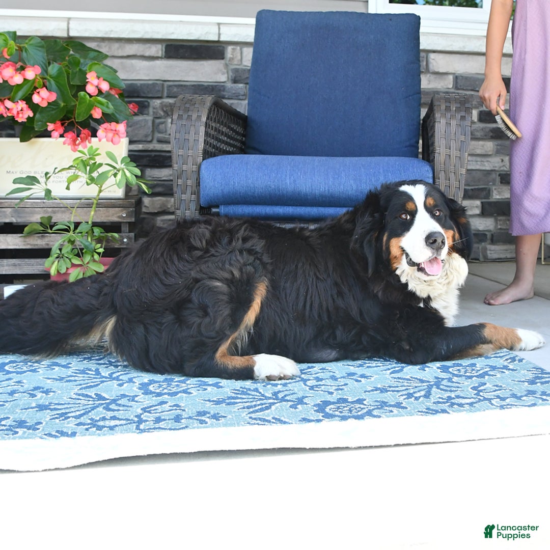 Bernese Mountain Dog dogs for sale: Bailey - Image 7