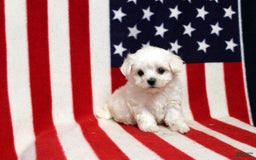 Maltese dogs for sale: Tyler - Image 3